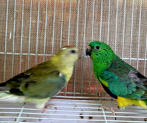 Pet Store «Louis Birds Pets & Supplies», reviews and photos, 80 Keyes St, San Jose, CA 95122, USA