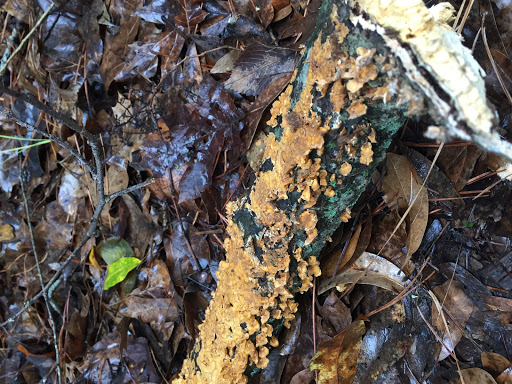 Non-Profit Organization «Houston Audubon Society», reviews and photos, 440 Wilchester Blvd, Houston, TX 77079, USA