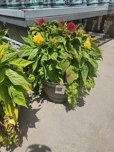 Home Improvement Store «The Home Depot», reviews and photos, 373 E Fm 1382, Cedar Hill, TX 75104, USA