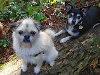 BellyRub Pet Services dba Pounce Play and Stay - Photo 2 - Car repair in Portland, OR, Portland