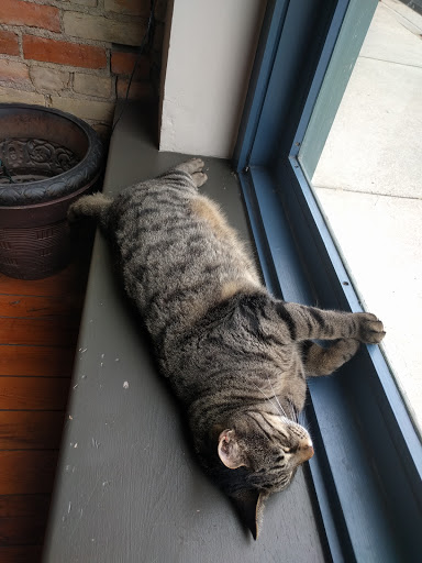 Bicycle Store «SPIN Bicycle Shop, Inc.», reviews and photos, 206 E Grand River Ave, Lansing, MI 48906, USA