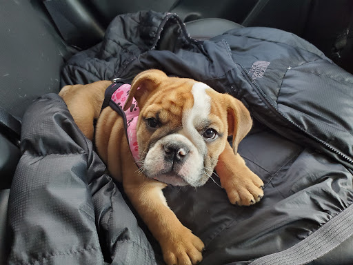 Pet Store «Petland Lewis Center», reviews and photos, 86 Meadow Park Ave, Lewis Center, OH 43035, USA