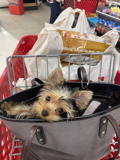 Pet Supply Store «Woof Woof Puppies & Boutique», reviews and photos, 29555 Northwestern Hwy, Southfield, MI 48034, USA