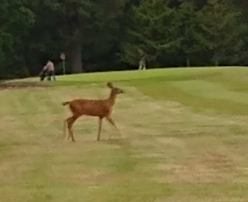 Golf Club «Surfside Golf Course», reviews and photos, 31508 J Pl, Ocean Park, WA 98640, USA