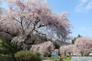番所の桜 image