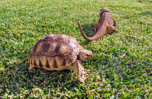Tropical Fish Store «Sunset Pet & Supplies», reviews and photos, 1373 Sunset Blvd, Los Angeles, CA 90026, USA