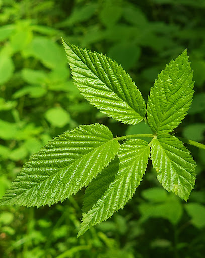 Nature Preserve «Clyde Shepherd Nature Preserve», reviews and photos, 2580 Pine Bluff Dr, Decatur, GA 30033, USA
