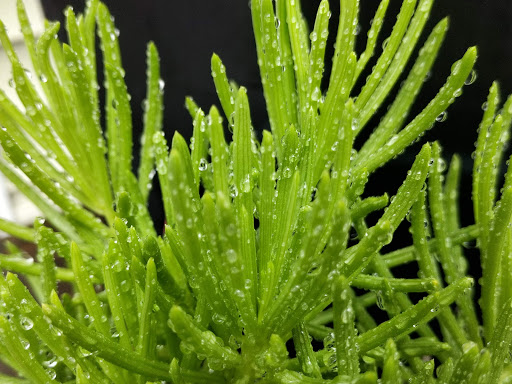 Florist «Floral Arts», reviews and photos, 129 Littleton Rd, Westford, MA 01886, USA