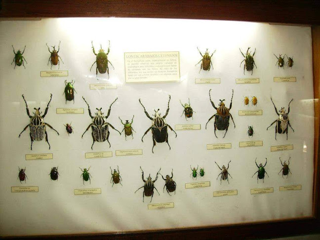 Opiniones de Museo De Insectos - Insectario en Puente Alto - Museo