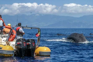 Azores Whale Watching TERRA AZUL image
