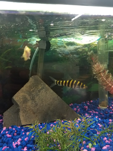 Pet Supply Store «Classic Pet Supply II», reviews and photos, 3180 Gratiot Blvd, Marysville, MI 48040, USA