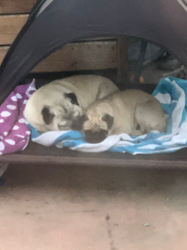 Pet Supply Store «Petco Animal Supplies», reviews and photos, 4663 Firestone Blvd, South Gate, CA 90280, USA