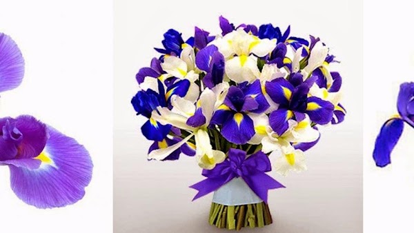 Iris Floristería