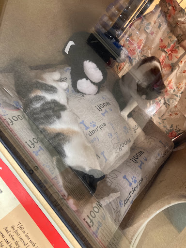 Pet Supply Store «PetSmart», reviews and photos, 16760 Highlands Center Blvd, Bristol, VA 24202, USA