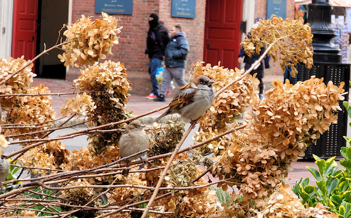 Used Book Store «Commonwealth Books», reviews and photos, 9 Spring Ln, Boston, MA 02109, USA