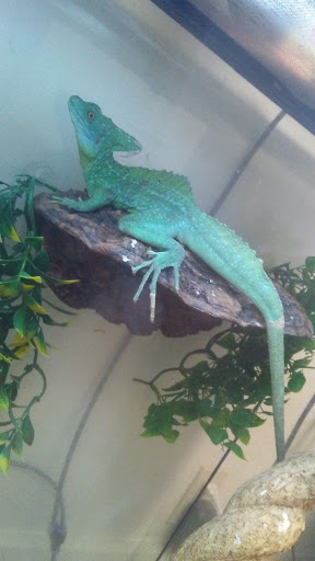 Tropical Fish Store «Harris In Wonderland», reviews and photos, 12 W Main St, Avon, CT 06001, USA