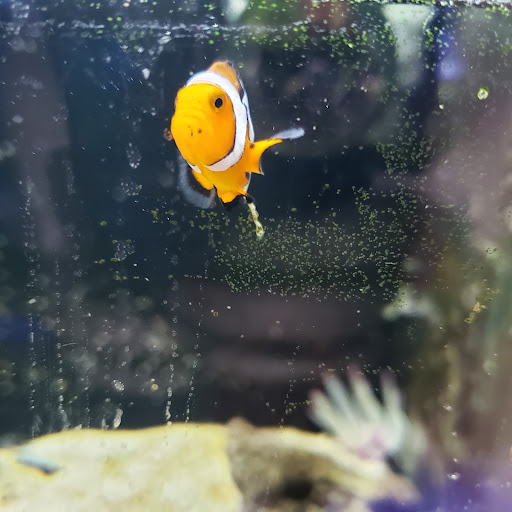 Pet Store «Gaiser Pets», reviews and photos, 714 Plumas St, Yuba City, CA 95991, USA