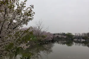 Shanghai Botanical Garden Pinetum image