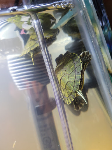 Pet Store «Southside Aquatics», reviews and photos, 2039 Pleasanton Rd, San Antonio, TX 78221, USA