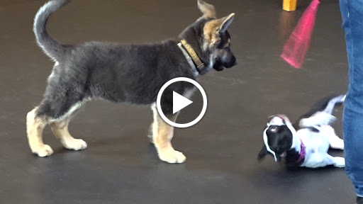 Dog Trainer «Awesome Dawgs Dog Training LLC», reviews and photos, 3052 Pricetown Rd, Temple, PA 19560, USA