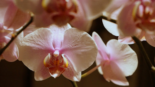 Golf Club «Meadowood Golf and Tennis Club», reviews and photos, 9425 Meadowood Dr, Fort Pierce, FL 34951, USA