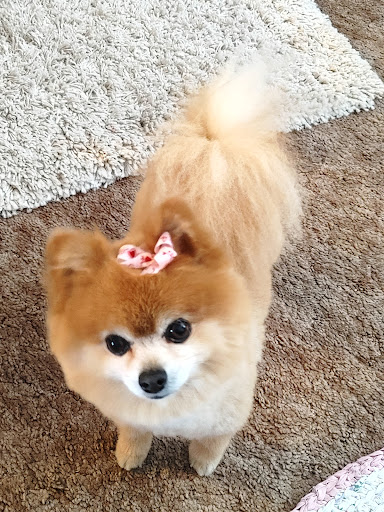 Cottonwood Veterinary Clinic image