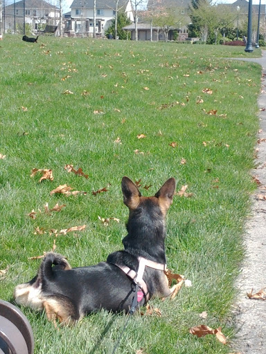 Park «Reedville Creek Park», reviews and photos, 7500 SE Frances St, Hillsboro, OR 97123, USA