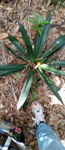 Nature Preserve «Woodmont Natural Area», reviews and photos, 7250 NW 80th Pl, Pompano Beach, FL 33321, USA