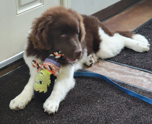 Pet Supply Store «PetSmart», reviews and photos, 3081 S 5600 W, Salt Lake City, UT 84120, USA