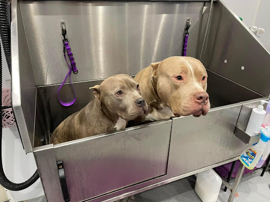 Sammys pet parlour ltd