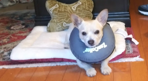 Pet Supply Store «Pet Supplies Plus», reviews and photos, 1663 Mineral Spring Ave, North Providence, RI 02904, USA