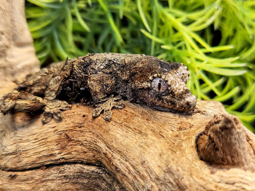 Pet Store «Bluewater Zoo Exotic Aquariums & Reptiles», reviews and photos, 159 Miracle Strip Pkwy SE, Fort Walton Beach, FL 32548, USA