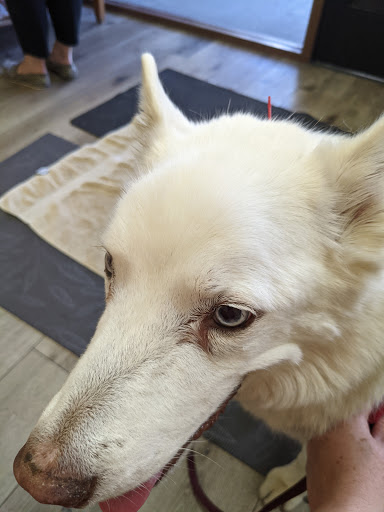 Calabasas Animal Clinic image