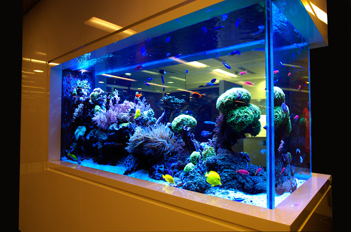 Aquarium «Marine EXTREMES», reviews and photos, 6257 E 21st St N, Wichita, KS 67208, USA