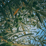 Photo n°2 de l'avis de Yiheng.u fait le 26/04/2024 à 15:21 sur le  Il Fagiano à Varcaturo