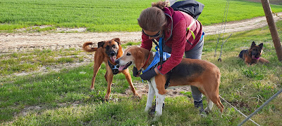 S.P.A du Ramier Sté Protectrice Animaux à Montauban