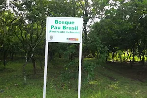 Bosque de Pau-Brasil image