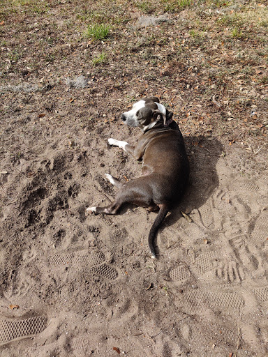 Skateboard Park «NSB Skatepark», reviews and photos, 245 Industrial Park Ave, New Smyrna Beach, FL 32168, USA