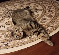 Furplay Pet Sitting - Photo 2 - Car repair in , Round Lake Beach