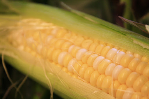 Orchard «Tuttle Orchards», reviews and photos, 5717 N 300 W, Greenfield, IN 46140, USA