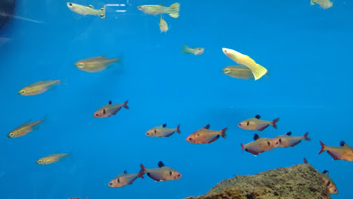 Pet Supply Store «Petco Animal Supplies», reviews and photos, 1610 Avenue Y, Brooklyn, NY 11235, USA