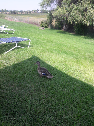 Public Swimming Pool «Bay Aquatic Ctr», reviews and photos, 250 Spader Way, Broomfield, CO 80020, USA