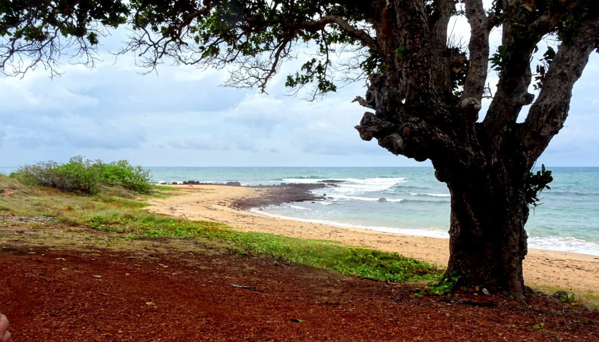 Photo de Shady Beach avec un rivage spacieux