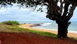Photo de Shady Beach avec un rivage spacieux