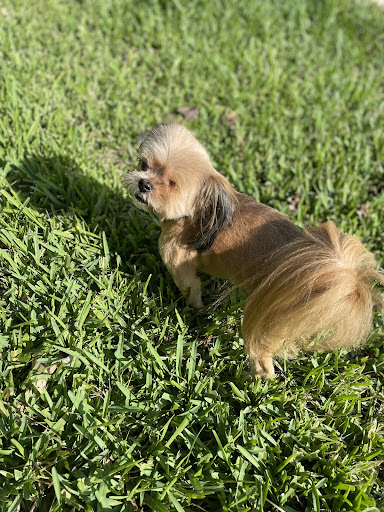 Pet Boarding Service «Ohana Pet Resort», reviews and photos, 25 N Grove St, Merritt Island, FL 32953, USA