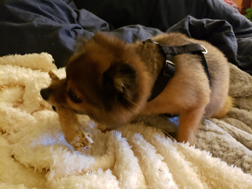 Pet Supply Store «Pet Pros», reviews and photos, 13402 Bothell Everett Hwy, Mill Creek, WA 98012, USA