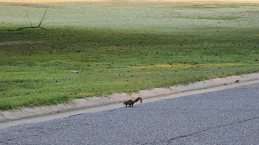 Public Golf Course «The Links At Overton Park», reviews and photos, 2080 Poplar Ave, Memphis, TN 38104, USA