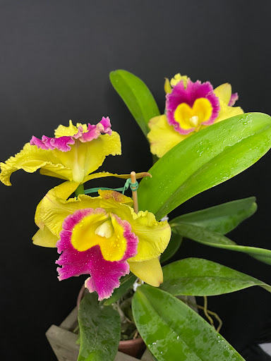 Rizoma Plantas Orchids- Orquidario