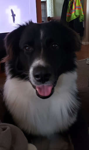 Pet Supply Store «All Natural Pet Center», reviews and photos, 7139 Marine Rd, Edwardsville, IL 62025, USA