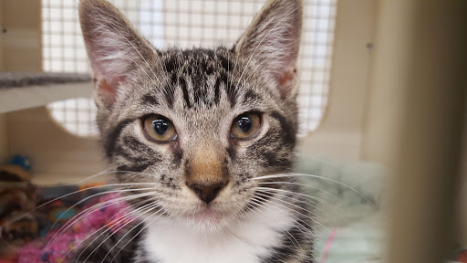 Pet Supply Store «Petco Animal Supplies», reviews and photos, 5975 20th St, Vero Beach, FL 32966, USA